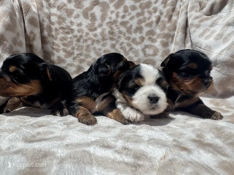 Parti Girl AKC – Yorkshire Terrier puppy for sale in Rancho Cucamonga, CA