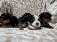 Parti Girl AKC, a female Yorkshire Terrier for sale in Rancho Cucamonga, CA – 1 of 2