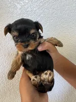 Yorkie Girl Available Now, a female Yorkshire Terrier for sale in Rancho Cucamonga, CA – 3 of 5