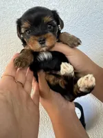 Yorkie Girl Available Now, a female Yorkshire Terrier for sale in Rancho Cucamonga, CA – 5 of 5