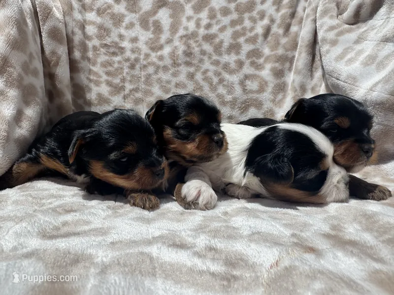 Black and Tan AKC Girl – Yorkshire Terrier puppy for sale in Rancho Cucamonga, CA