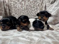 Black and Tan AKC Girl, a female Yorkshire Terrier for sale in Rancho Cucamonga, CA – 2 of 2