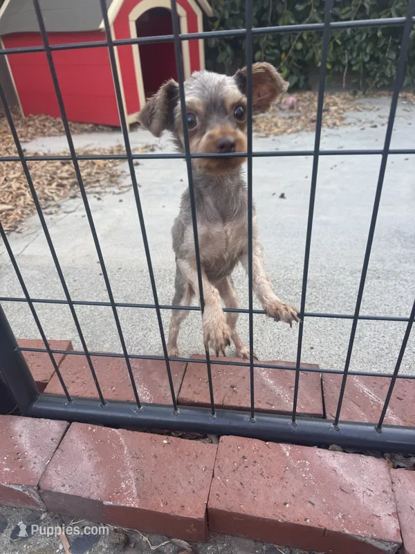Chocolate Yorkie – Yorkshire Terrier puppy for sale in Rancho Cucamonga, CA
