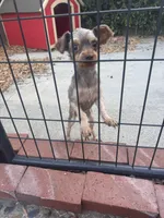 Chocolate Yorkie, a female Yorkshire Terrier for sale in Rancho Cucamonga, CA – 1 of 4