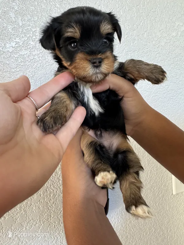 Black and Tan AKC Boy – Yorkshire Terrier puppy for sale in Rancho Cucamonga, CA