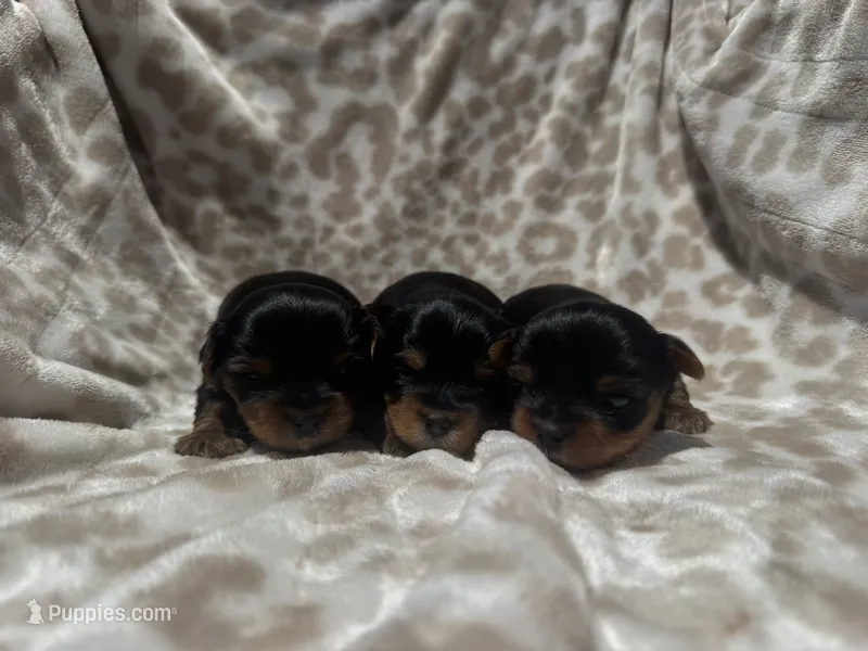 Black and Tan AKC Boy – Yorkshire Terrier puppy for sale in Rancho Cucamonga, CA