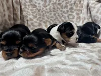 Parti Girl AKC, a female Yorkshire Terrier for sale in Rancho Cucamonga, CA – 2 of 2