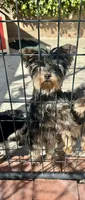 Breeding Yorkie, a female Yorkshire Terrier for sale in Rancho Cucamonga, CA – 1 of 1