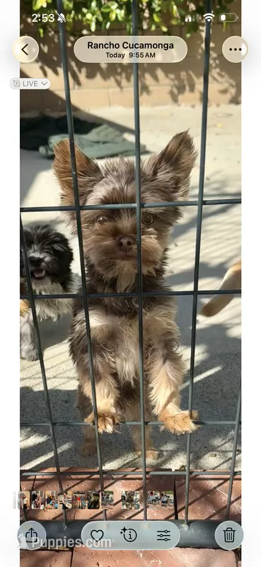 Chocolate Yorkie – Yorkshire Terrier puppy for sale in Rancho Cucamonga, CA