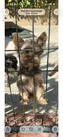 Chocolate Yorkie, a male Yorkshire Terrier for sale in Rancho Cucamonga, CA – 1 of 1