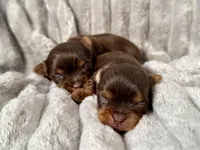 Chocolate Teacup 🤎, a female Yorkshire Terrier for sale in Rancho Cucamonga, CA – Photo 5 of 7