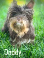 Chocolate Teacup 🤎, a female Yorkshire Terrier for sale in Rancho Cucamonga, CA – Photo 7 of 7