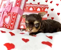 Chocolate Teacup 🤎, a female Yorkshire Terrier for sale in Rancho Cucamonga, CA – Photo 1 of 7