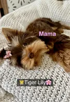 Chocolate Teacup 🤎, a female Yorkshire Terrier for sale in Rancho Cucamonga, CA – Photo 6 of 7