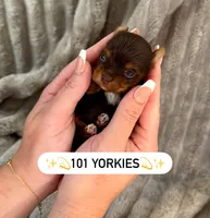 Chocolate Teacup 🤎, a female Yorkshire Terrier for sale in Rancho Cucamonga, CA – Photo 2 of 7