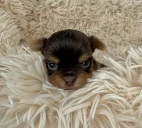 Chocolate Teacup 🤎, a female Yorkshire Terrier for sale in Rancho Cucamonga, CA – Photo 4 of 7