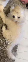 Mini wheat , a female Poodle - Toy  for sale in Clovis, CA – Photo 2 of 2