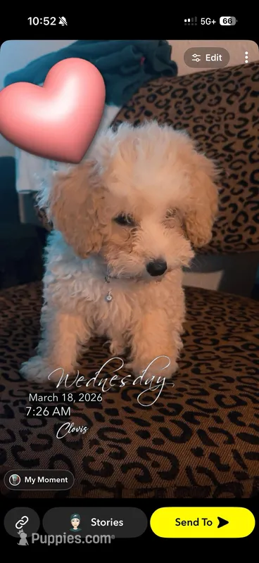 Mini wheat  – Poodle - Toy  puppy for sale in Clovis, CA