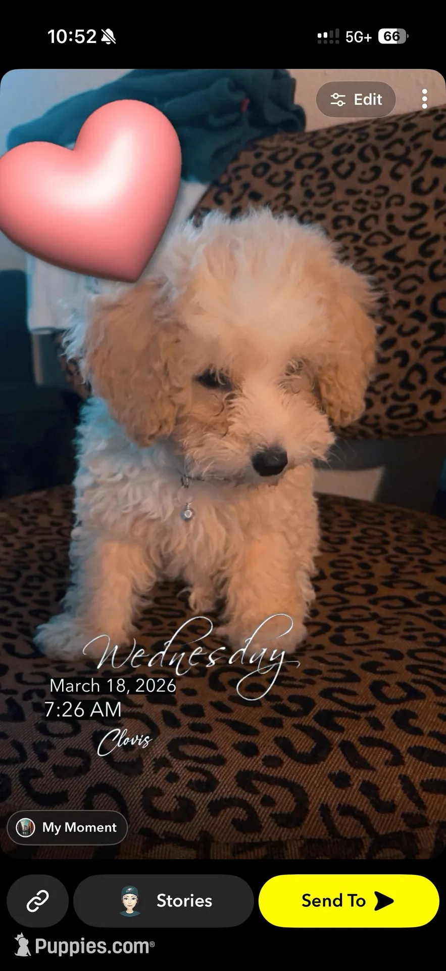 Mini wheat , a female Poodle - Toy  for sale in Clovis, CA – Photo 1 of 2