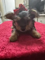 Yorkie, a female Yorkshire Terrier for sale in Houston, TX – Photo 4 of 5
