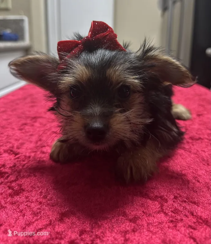 Yorkie, a female Yorkshire Terrier for sale in Houston, TX – Photo 1 of 5