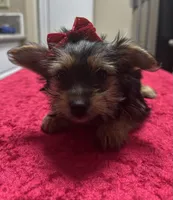 Yorkie, a female Yorkshire Terrier for sale in Houston, TX – Photo 3 of 5