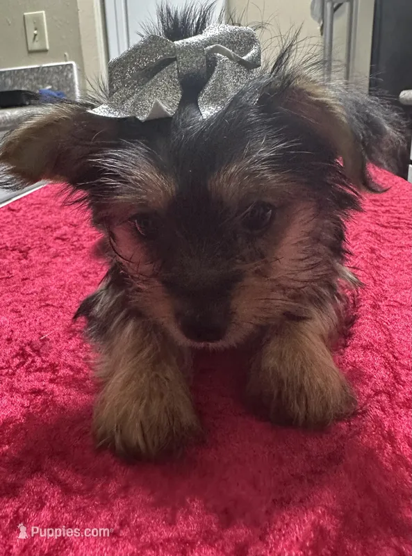 Yorkie, a female Yorkshire Terrier for sale in Houston, TX – Photo 1 of 5