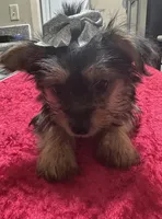 Yorkie, a female Yorkshire Terrier for sale in Houston, TX – Photo 1 of 5
