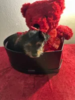 Yorkie, a female Yorkshire Terrier for sale in Houston, TX – Photo 1 of 5