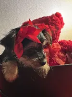 Yorkie, a female Yorkshire Terrier for sale in Houston, TX – Photo 3 of 5