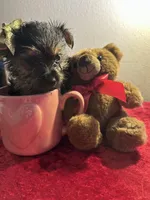 Yorkie, a female Yorkshire Terrier for sale in Houston, TX – Photo 4 of 5