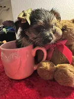 Yorkie, a female Yorkshire Terrier for sale in Houston, TX – Photo 2 of 5