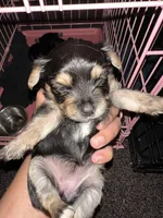 Yorkie, a female Yorkshire Terrier for sale in Houston, TX – Photo 5 of 5