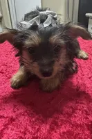 Yorkie, a female Yorkshire Terrier for sale in Houston, TX – Photo 5 of 5
