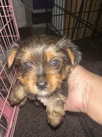 Yorkie, a female Yorkshire Terrier for sale in Houston, TX – Photo 6 of 7