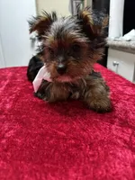 Yorkie, a female Yorkshire Terrier for sale in Houston, TX – Photo 2 of 7