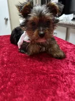 Yorkie, a female Yorkshire Terrier for sale in Houston, TX – Photo 1 of 7