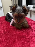 Yorkie, a female Yorkshire Terrier for sale in Houston, TX – Photo 3 of 7