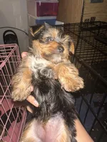 Yorkie, a female Yorkshire Terrier for sale in Houston, TX – Photo 5 of 7