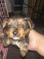Yorkie, a female Yorkshire Terrier for sale in Houston, TX – Photo 4 of 7