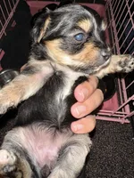 Yorkie, a female Yorkshire Terrier for sale in Houston, TX – Photo 7 of 7