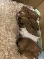 Lavender , a female Poodle - Toy  for sale in North Port, FL – Photo 3 of 5