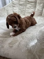 Lavender , a female Poodle - Toy  for sale in North Port, FL – Photo 1 of 5