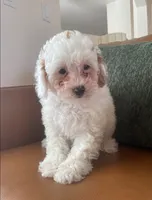Buddy, a male Poodle - Toy  for sale in North Port, FL – 2 of 2