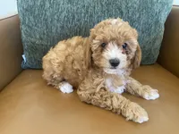 Petunia, a female Poodle - Toy  for sale in North Port, FL – 2 of 2