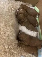 Baby Blue Boy, a male Poodle - Toy  for sale in North Port, FL – Photo 3 of 5