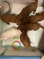 Baby Blue Boy, a male Poodle - Toy  for sale in North Port, FL – Photo 4 of 5