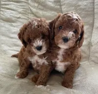 Baby Blue Boy, a male Poodle - Toy  for sale in North Port, FL – Photo 5 of 5