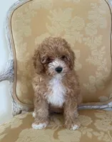 Daisy , a female Poodle - Toy  for sale in North Port, FL – 3 of 3