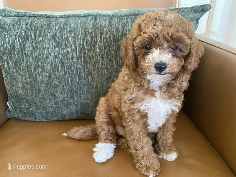 Rosie – Poodle - Toy  puppy for sale in North Port, FL